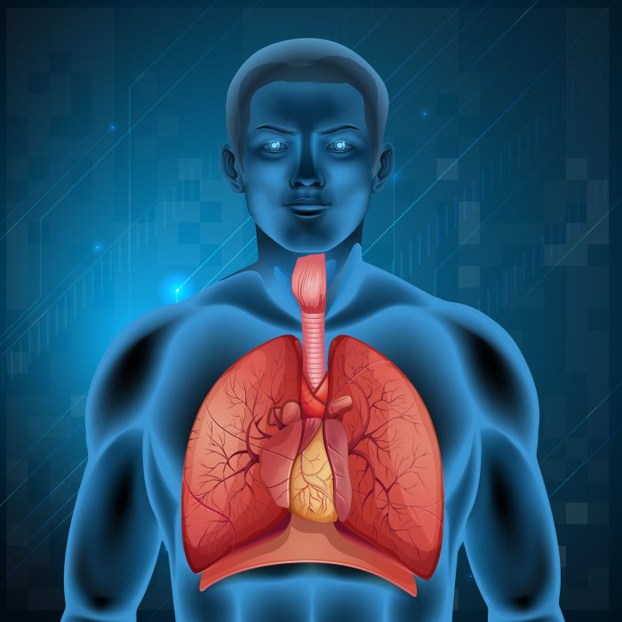 The human respiratory system